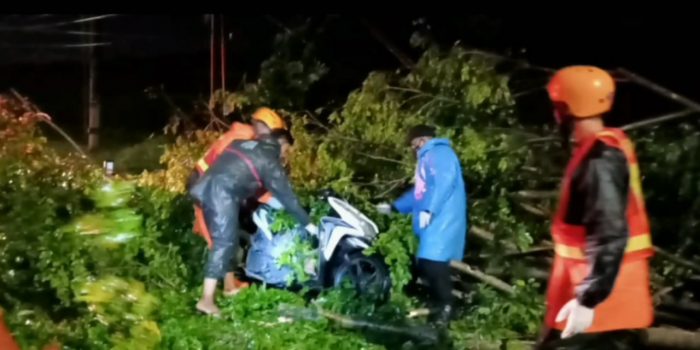 Pengendara Motor Tewas Tertimpa Pohon di Jalan Raya Porong
