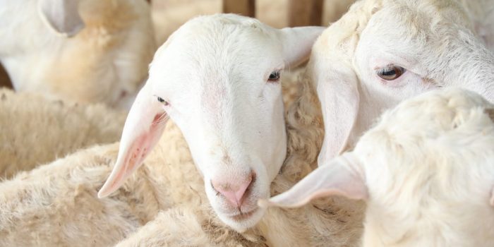 Hewan dengan Gejala Klinis Ringan PMK, tetap Sah Jadi Hewan Qurban