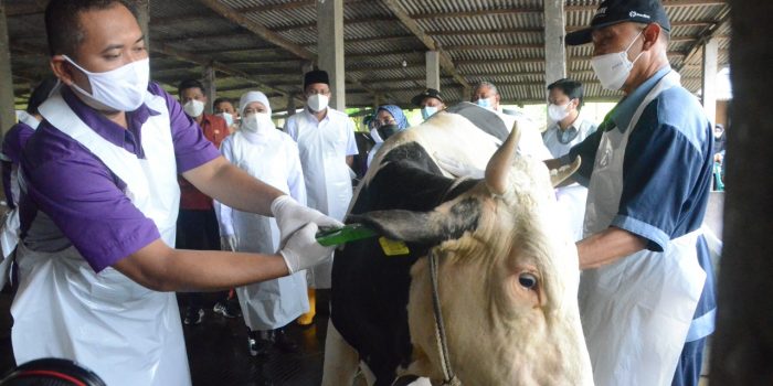 Gubernur Jawa Timur  bersama Bupati Sidoarjo Pantau Kesehatan Sapi Jelang Idul Qurban