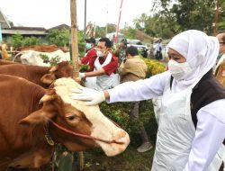 Gubernur Khofifah Tinjau Percepatan Revaksinasi PMK di Jember