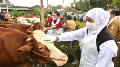 Gubernur Jawa Timur, Khofifah Indar Parawansa meninjau pelaksanaan vaksinasi PMK tahap II atau revaksinasi hewan ternak di Kabupaten Jember, Senin (8/8/2022).