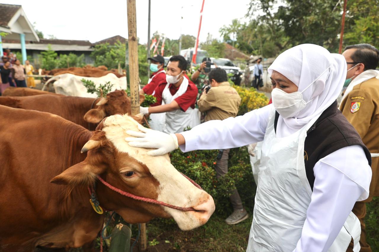 Gubernur Jawa Timur, Khofifah Indar Parawansa meninjau pelaksanaan vaksinasi PMK tahap II atau revaksinasi hewan ternak di Kabupaten Jember, Senin (8/8/2022).
