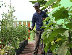 Bupati Sidoarjo Siapkan Gerakan Tanam Sayur dan Buah-buahan di Polybag