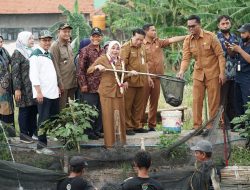 Pemdes Medaeng Panen Ikan Nila Hasil Budidaya Sendiri