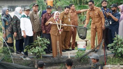 Pemdes Medaeng Panen Ikan Nila Hasil Budidaya Sendiri