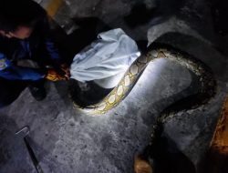 Detik-detik Evakuasi Ular Python Panjang 3 Meter Gegerkan Warga Sidoarjo
