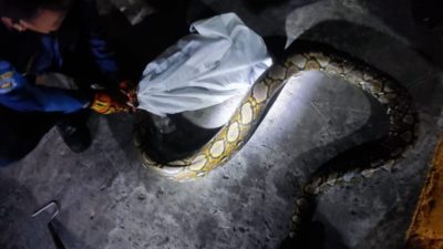 Detik-detik Evakuasi Ular Python Panjang 3 Meter Gegerkan Warga Sidoarjo
